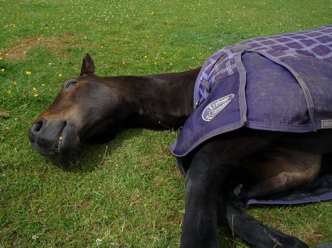 horse sedation