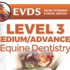 Level 3 Equine Dentistry - Intermediate/Advanced