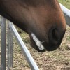 oplukker Governable Forsvinde Choke in Horses | Tips & Info | EVDS
