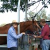 Some Indications of Equine Dental Problems