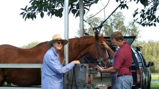 Some Indications of Equine Dental Problems