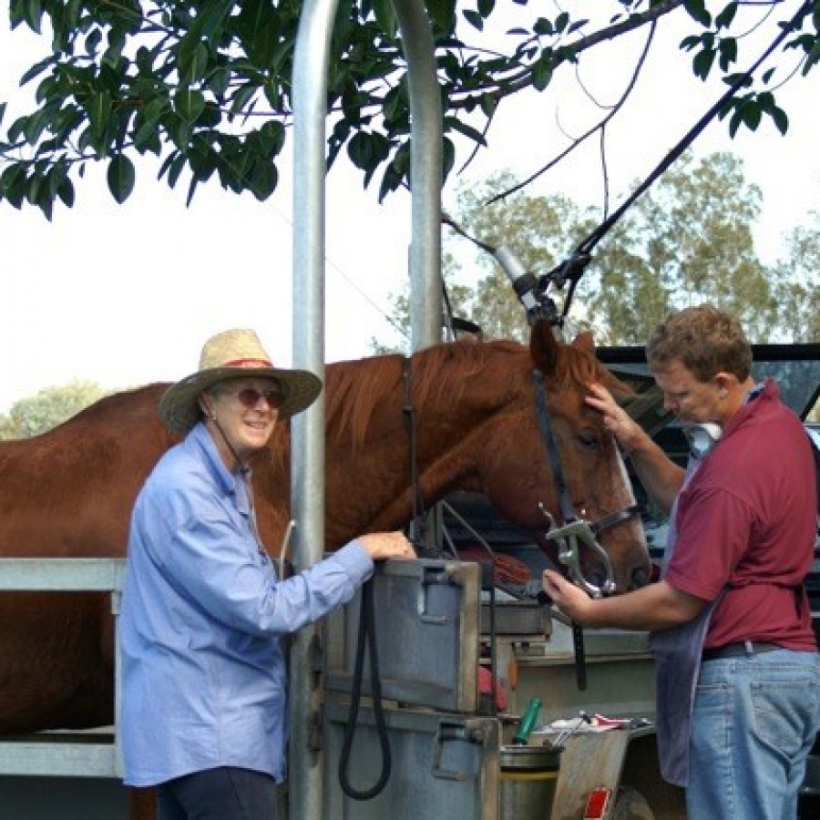 Some Indications of Equine Dental Problems