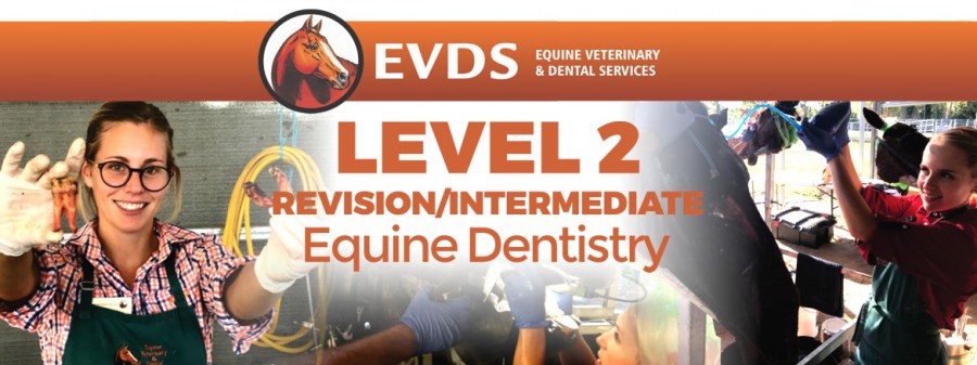 Level 2 Equine Dentistry - Intermediate