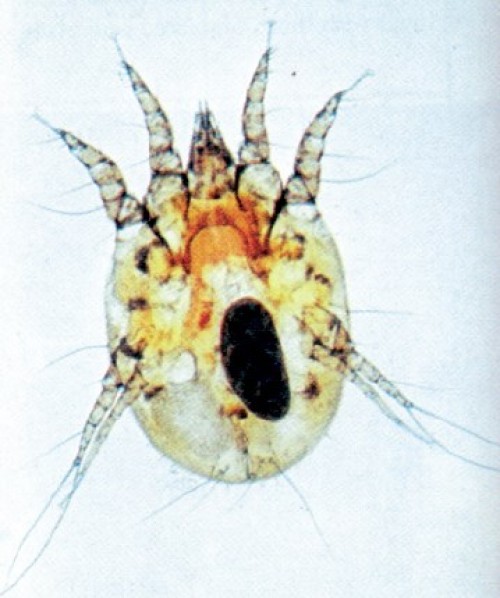 Ear Mites