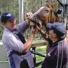 Dental care is an important part of equine health.