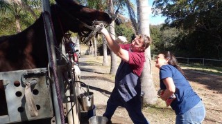 Are you getting value from your  Equine Dental Service Provider?