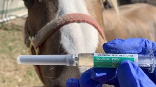 Where are we at with Hendra Virus these days?