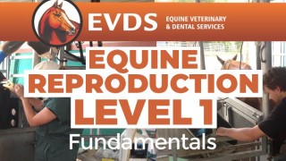 Level 1 Equine Reproduction - Fundamentals
