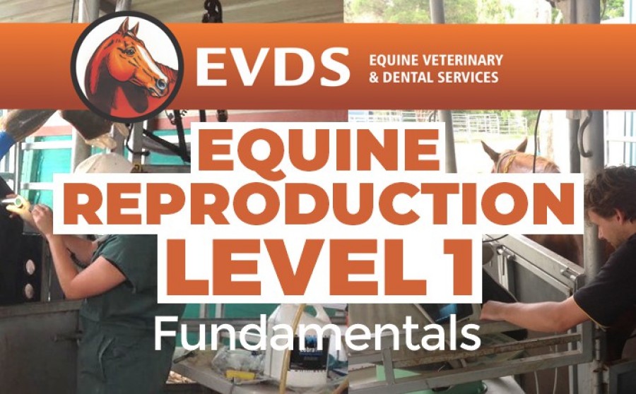 Level 1 Equine Reproduction - Fundamentals